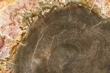 Beautiful Petrified Wood (Araucaria) Slab - Madagascar #361466-1